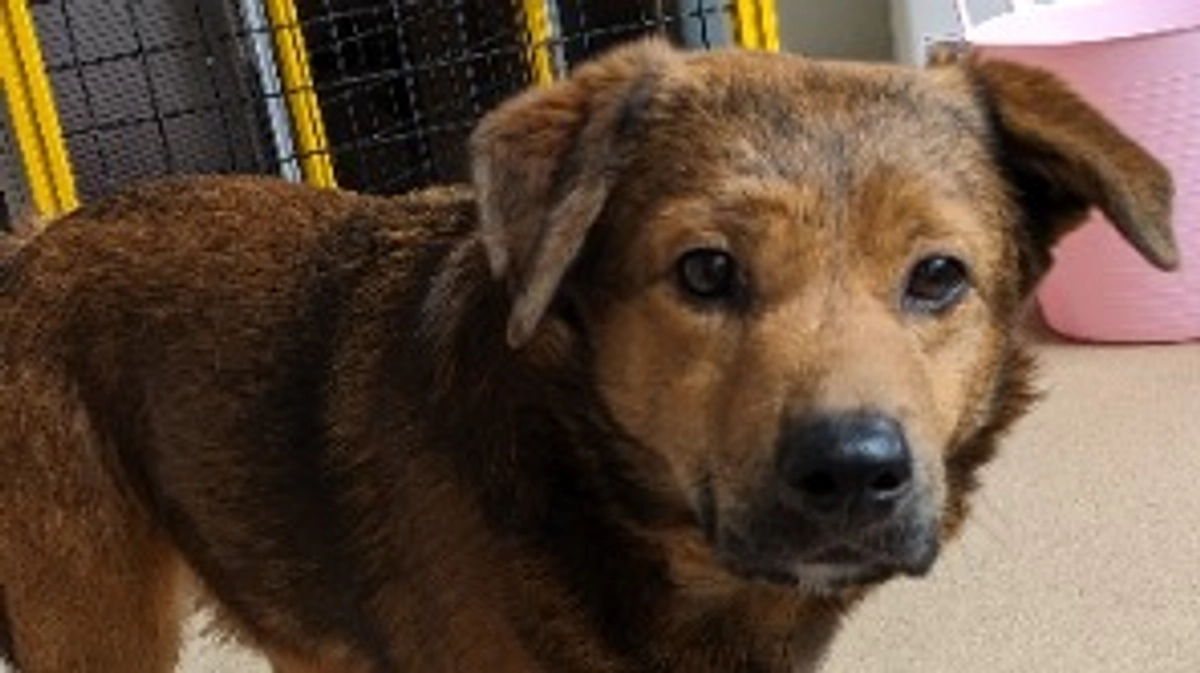 シェルターの近況