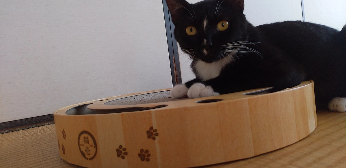 8/16今日のはなちゃん