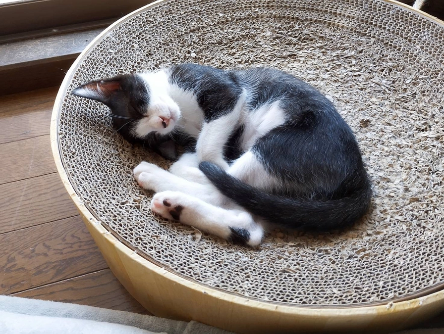 活動報告について