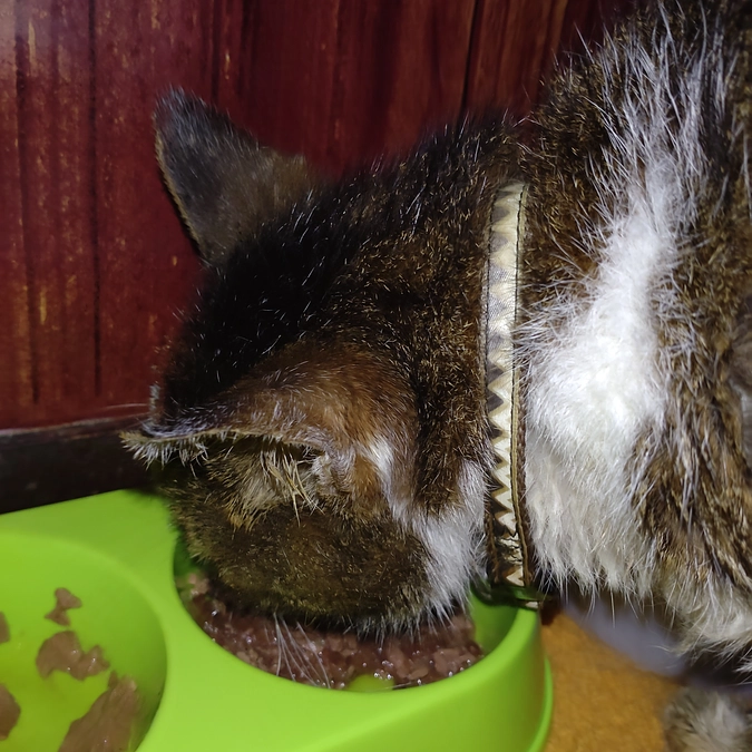 ほんの少しですが~