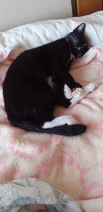 8/17今日のはなちゃん