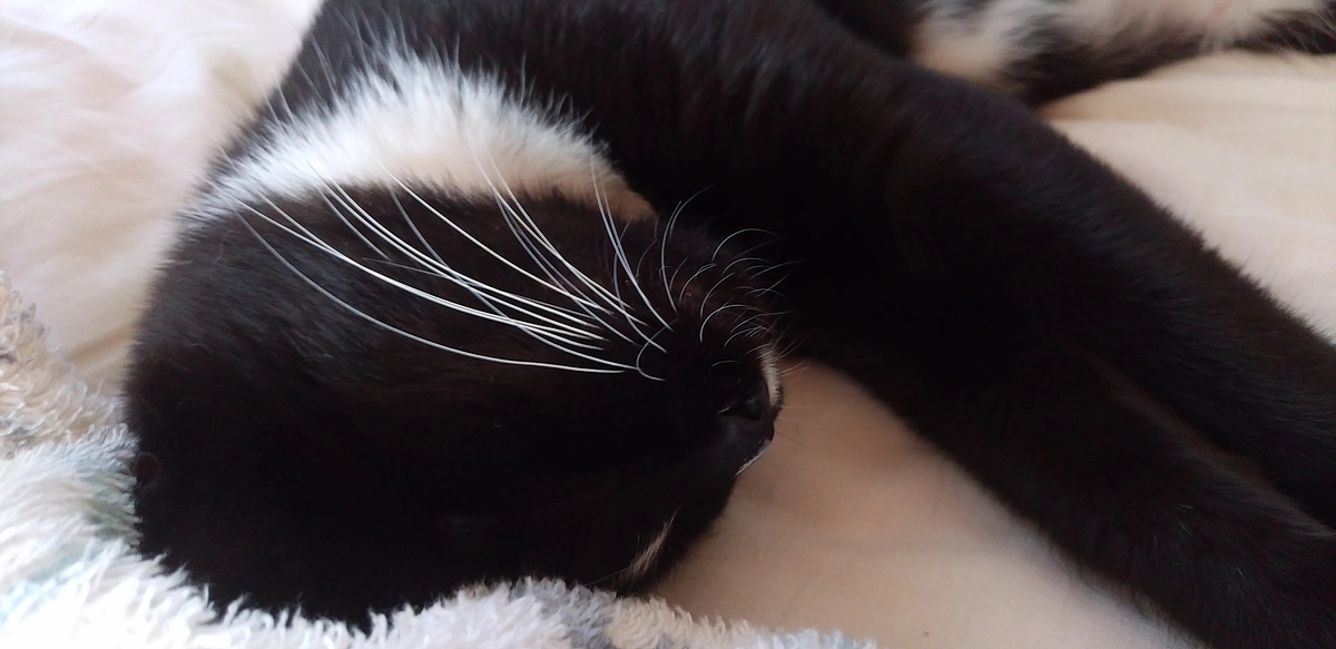 8/18今日のはなちゃんと明日の事