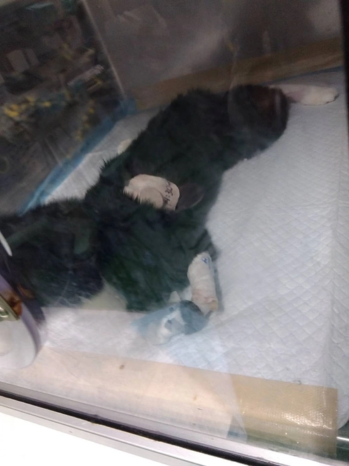 8/20はなちゃん手術