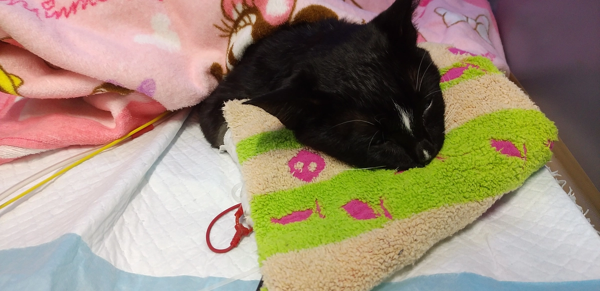 8/21はなちゃん面会