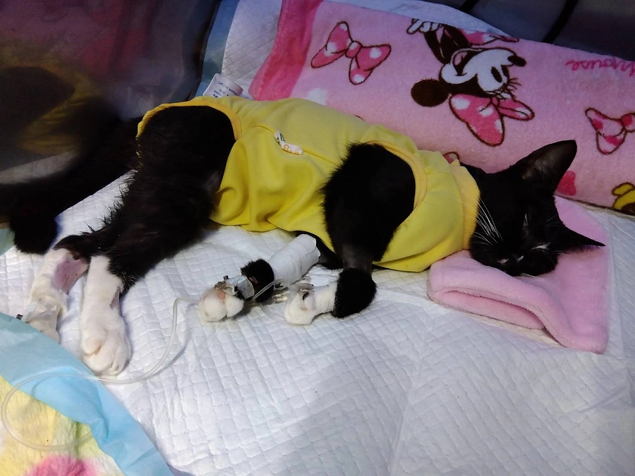 8/22はなちゃん面会