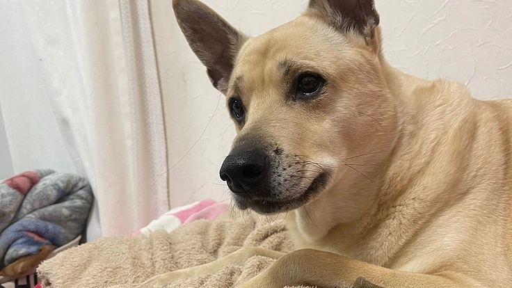 かつお（保護犬）の腎臓腫瘍（腎細胞がん）の摘出手術費用のご支援。