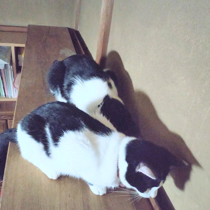 似てるニャン😺