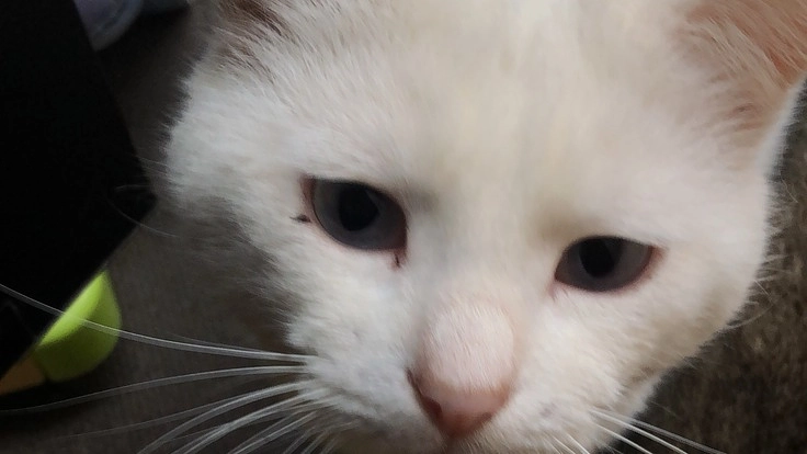 可哀想な野良猫を幸せにする