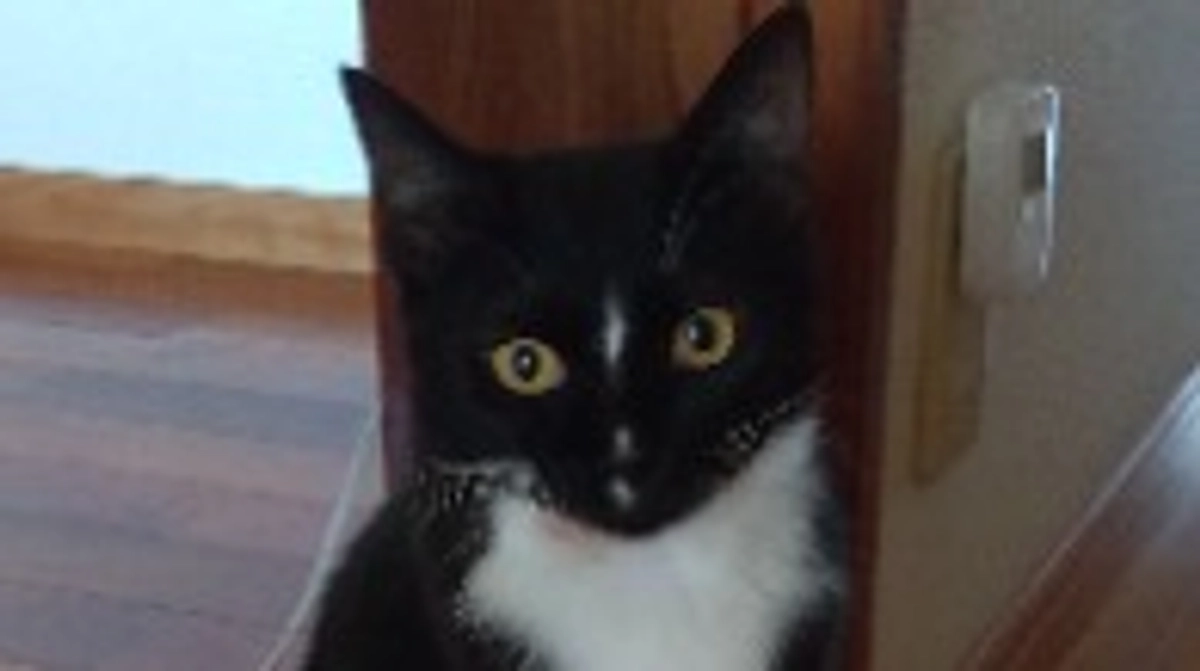 8/11今日のはなちゃん