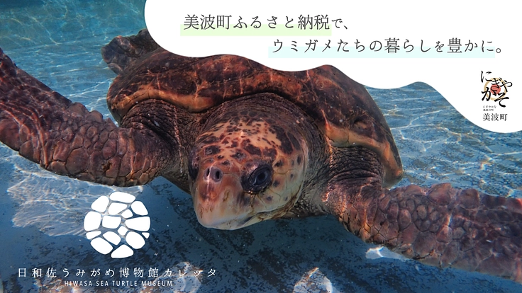 日和佐うみがめ博物館カレッタ｜ウミガメたちが過ごしやすい環境づくり