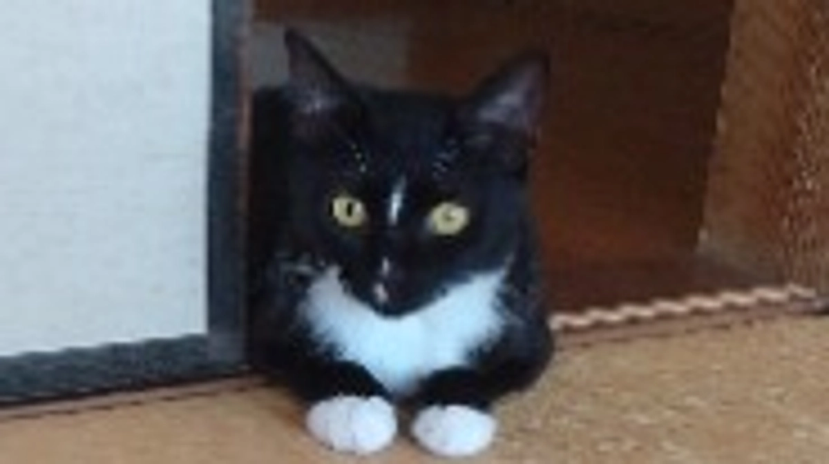 8/12今日のはなちゃん