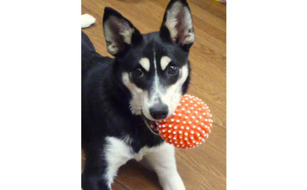 【寄付金控除対象】10,000円寄付コース(見学会ご招待・1名様)