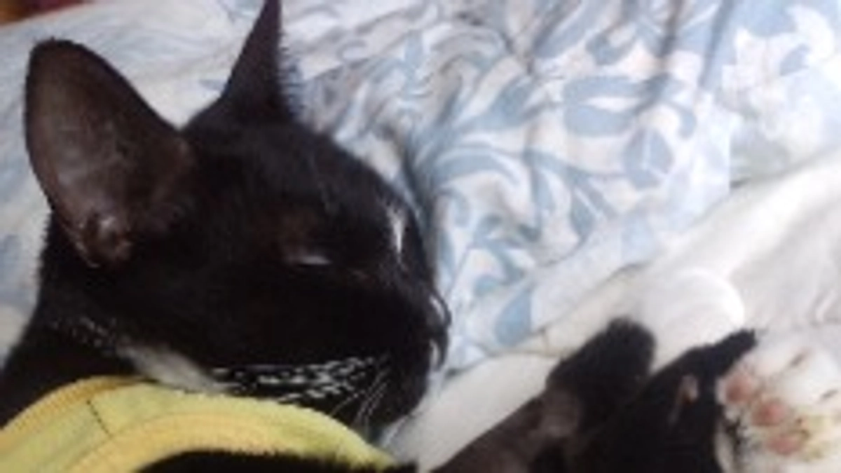 8/28はなちゃんの様子