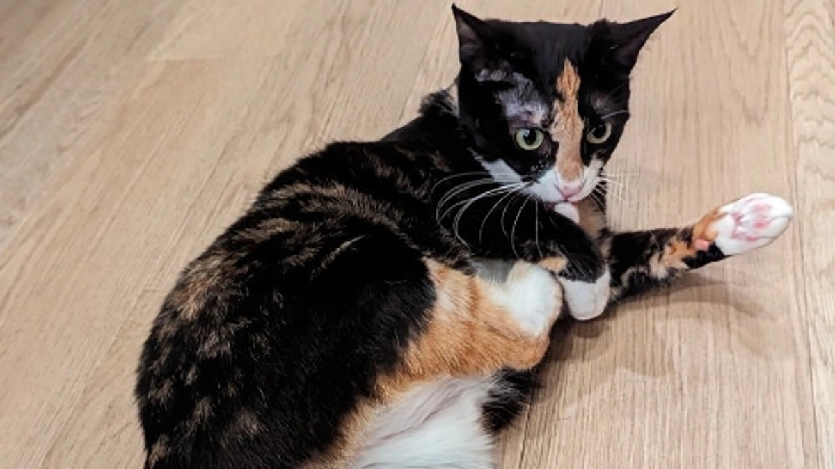 新メンバーとうるちゃん卒業(仮)