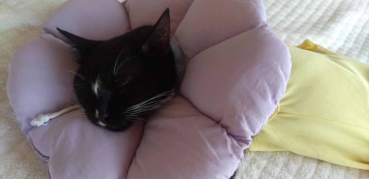 8/29はなちゃんの様子