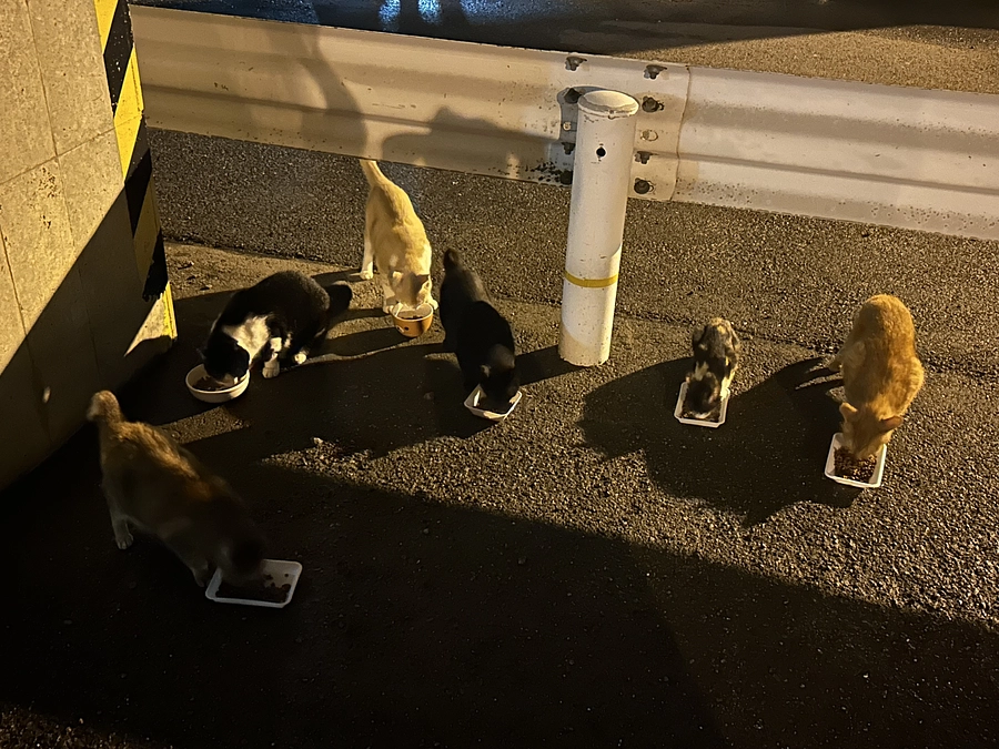 台風の日の地域猫達