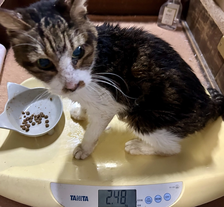 クリちゃん退院してからも自宅点滴頑張ってます❣️