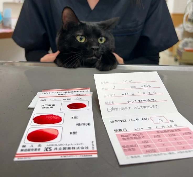 動物病院の保護猫スタッフ　ジンくん🐈‍⬛