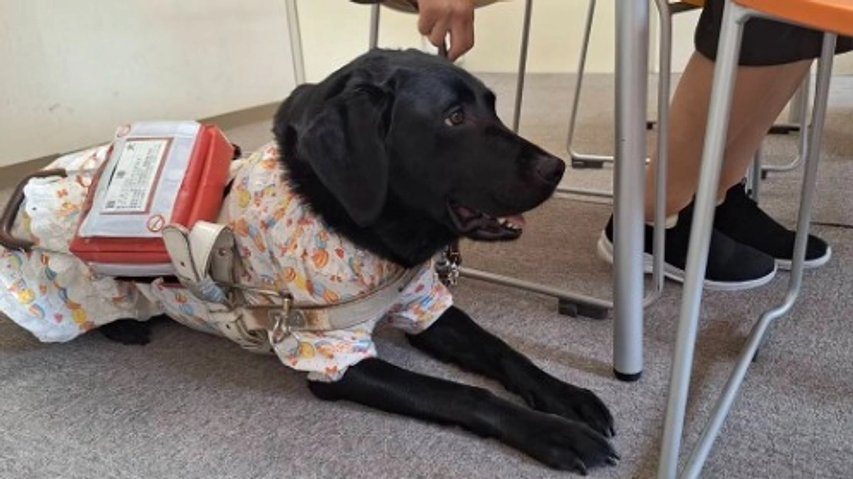 盲導犬引退に関する想い