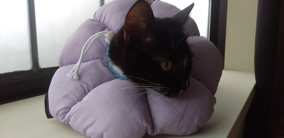 8/30はなちゃんの様子