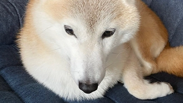 愛犬茶々11歳が緑内障の為、眼球摘出の手術代を助けてください。