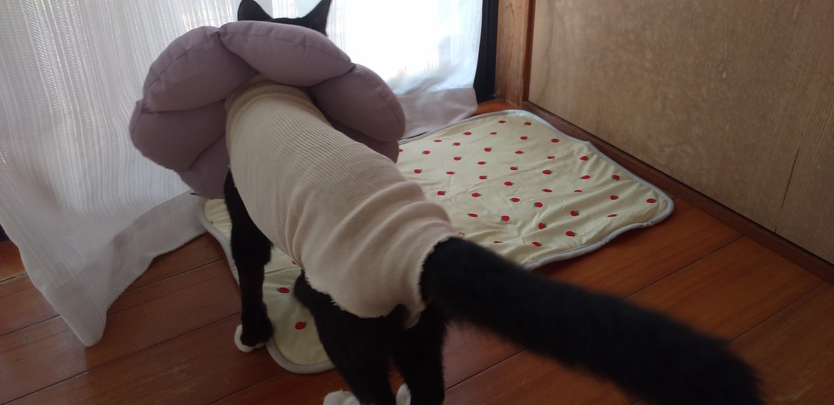 8/31はなちゃんの様子