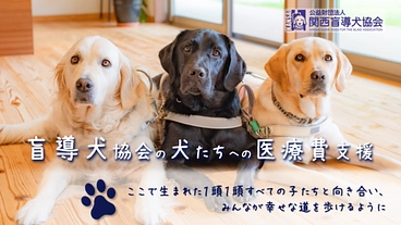 関西盲導犬協会|パピーからリタイア犬まで医療費を確実に届けたい のトップ画像