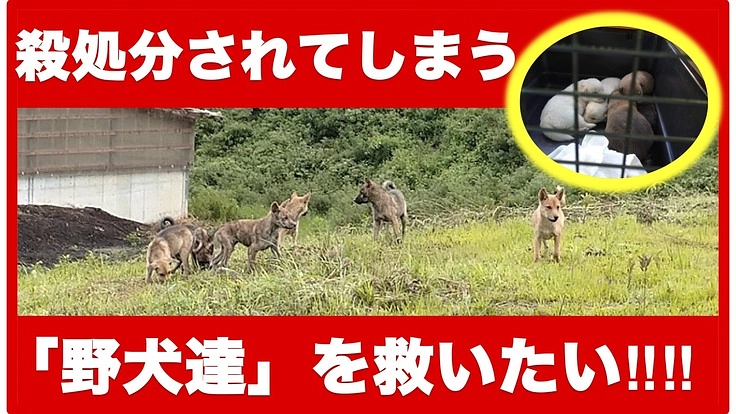 行政に捕まれば殺処分されてしまう野犬達を助けたい！〜2nd〜