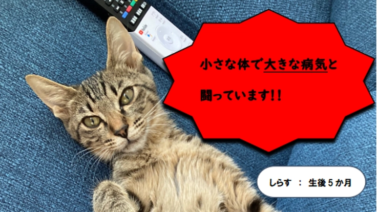 【小さな命を救いたい。】FIPと闘病中の子猫を助けてください!