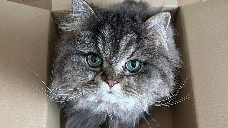 【尿管閉塞、慢性腎不全、両足壊死】すずちゃんにご支援をお願いします