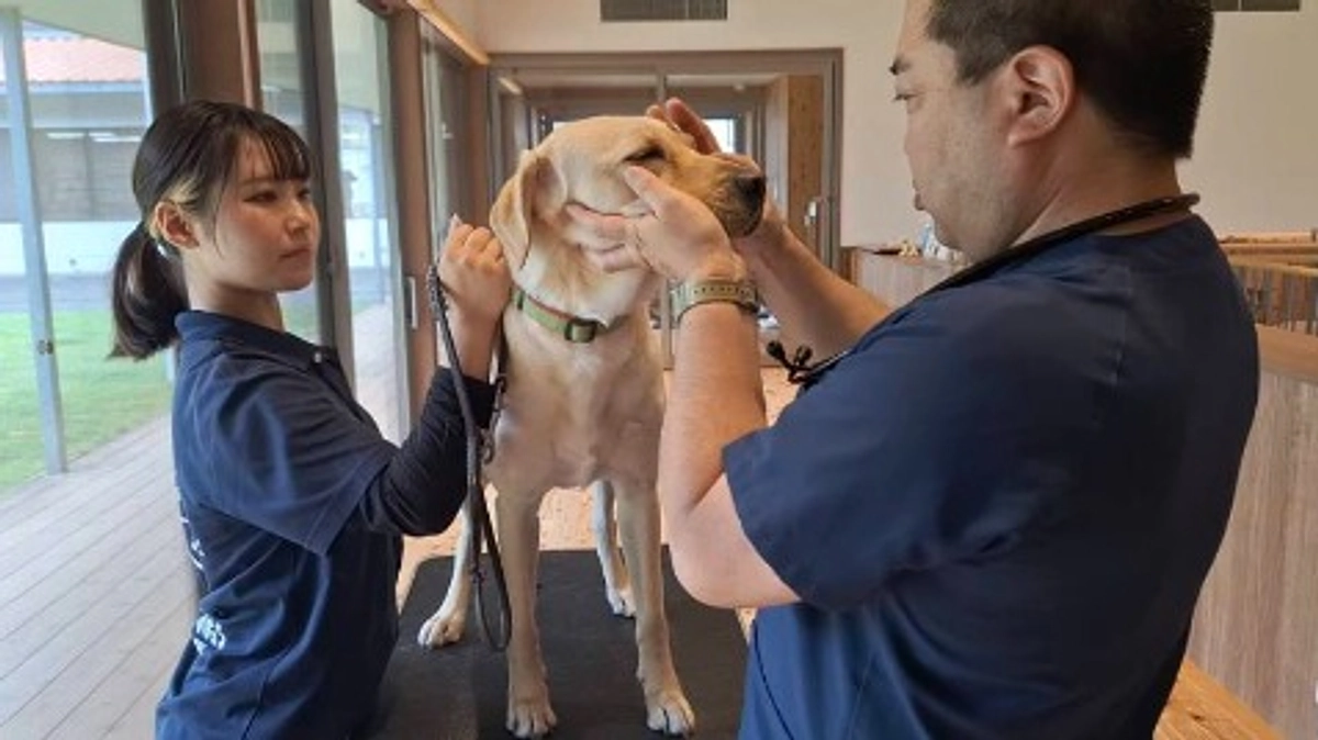 獣医さんの往診