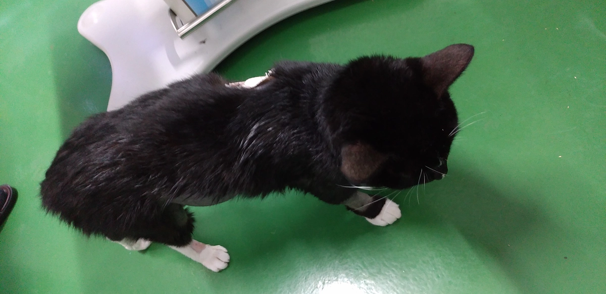 8/23はなちゃんのご報告(8/24退院予定)