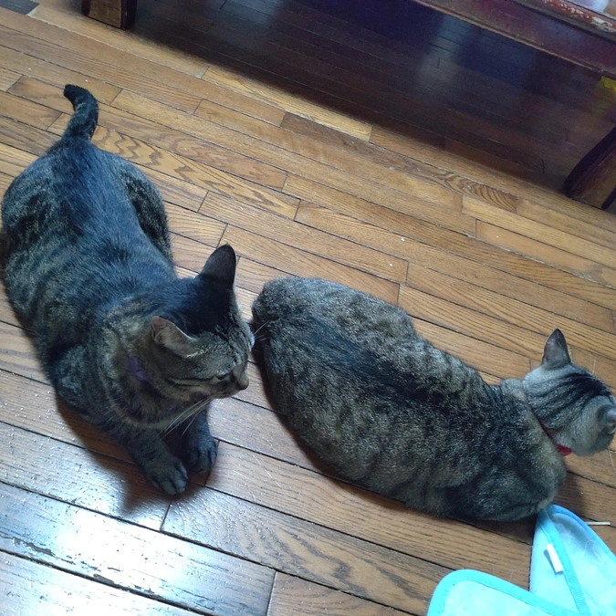 姉　弟🌸😺🌸😺🌸