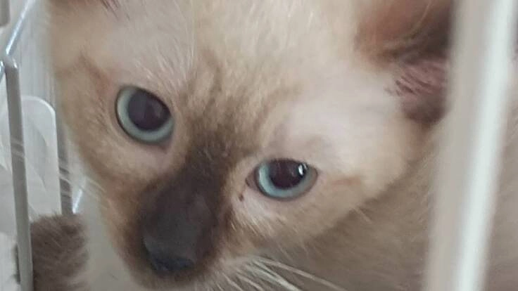 FIPのリリーを助けてください