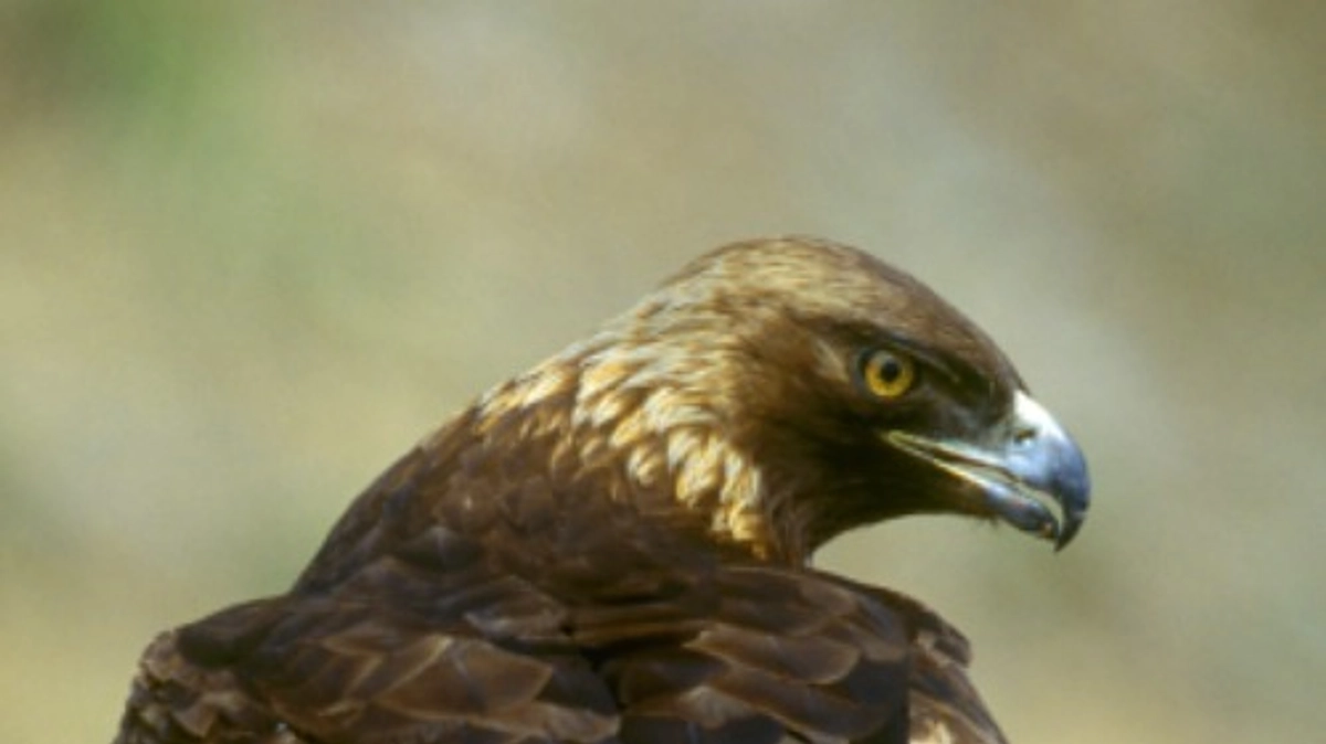 第7回伊吹山イヌワシ観察会のお知らせ