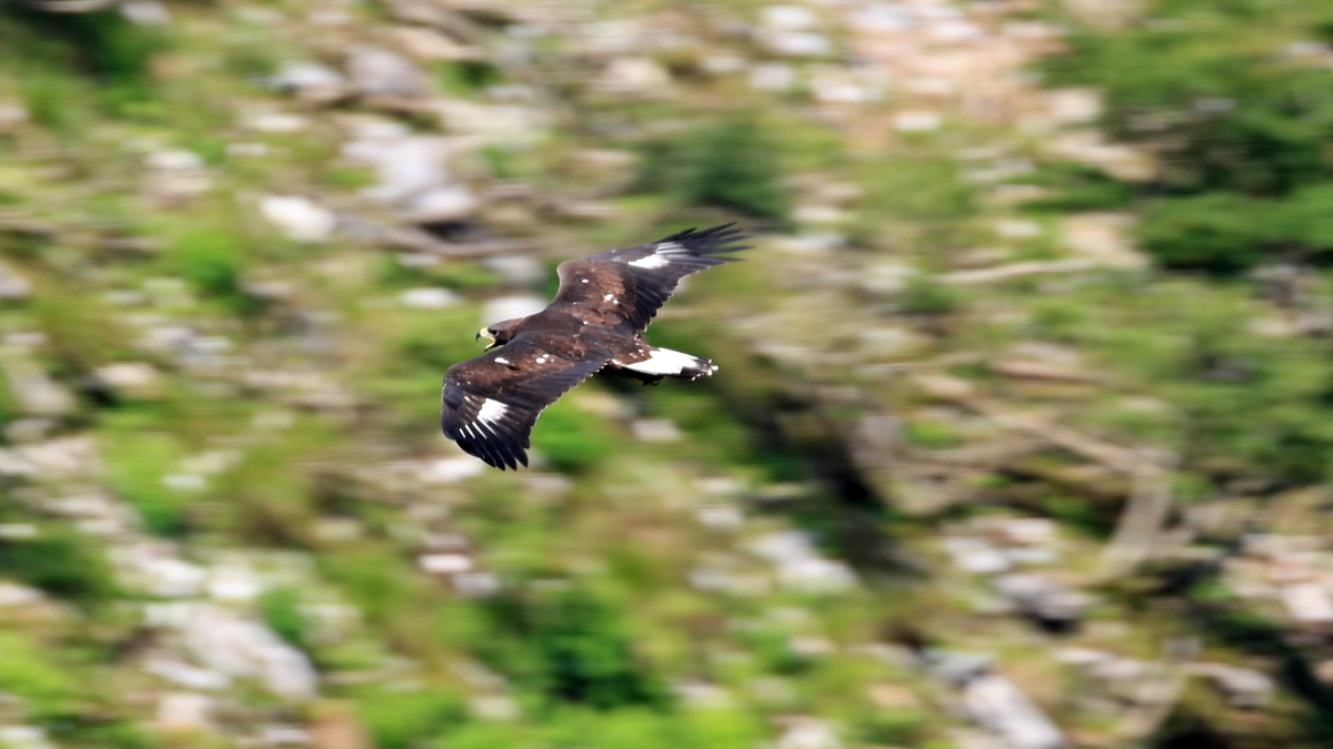 伊吹山のイヌワシ幼鳥「サーナ」2024年8月雌雄判別