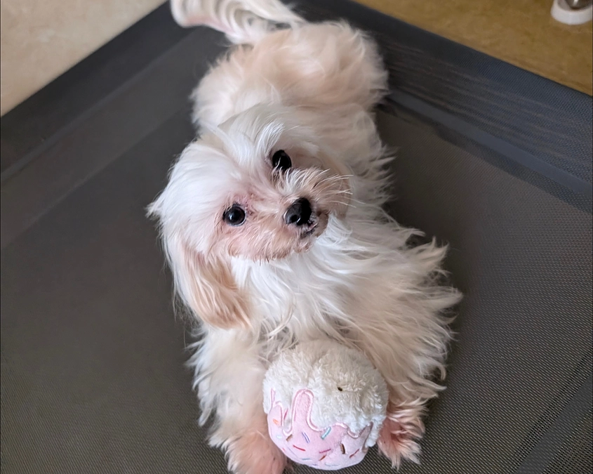 シェルターの活動報告と代表浅川からのあいさつ動画