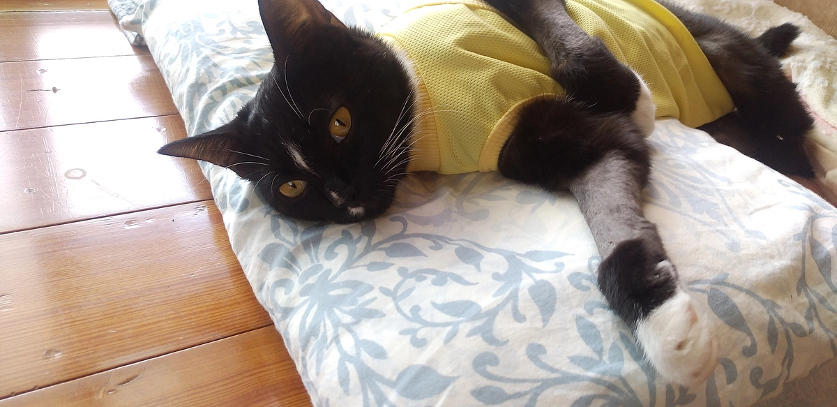 8/26大回復はなちゃん