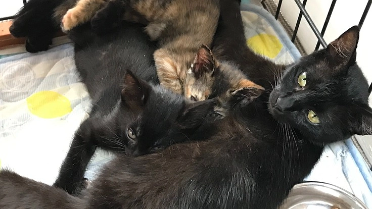 子育て中に交通事故に遭って骨盤骨折したクロちゃん手術したい