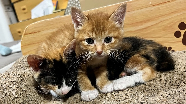 五島列島の古民家を改装して、保護猫ハウスを作りたい