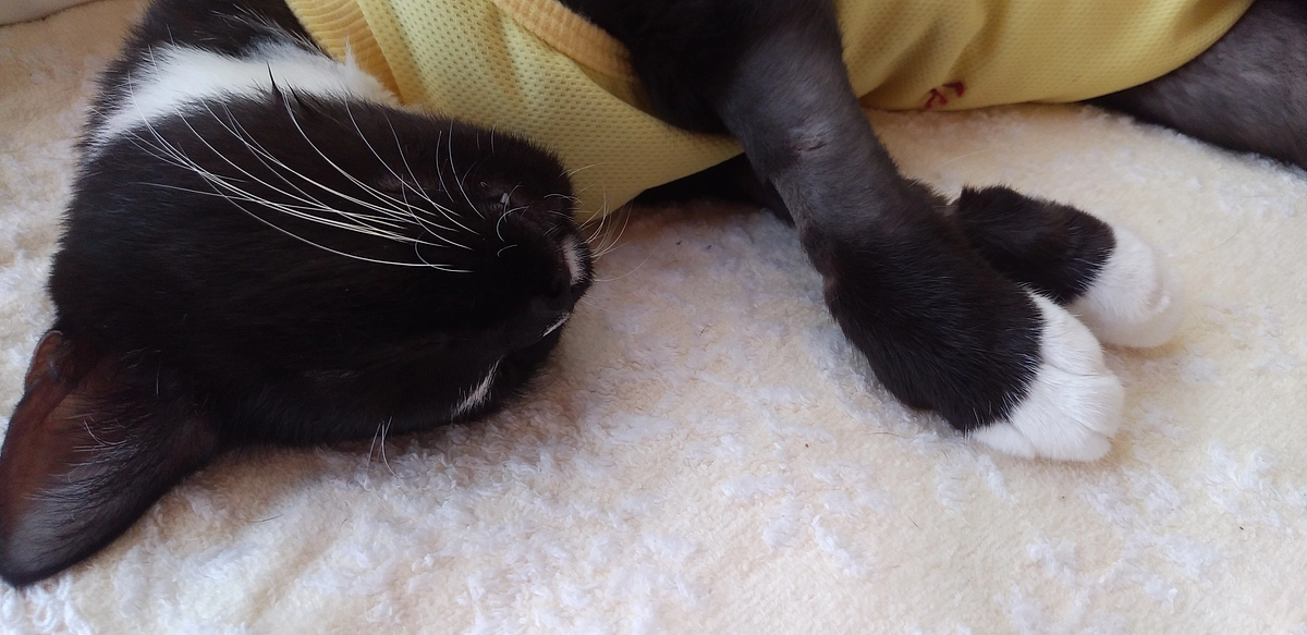 9/9はなちゃんの様子