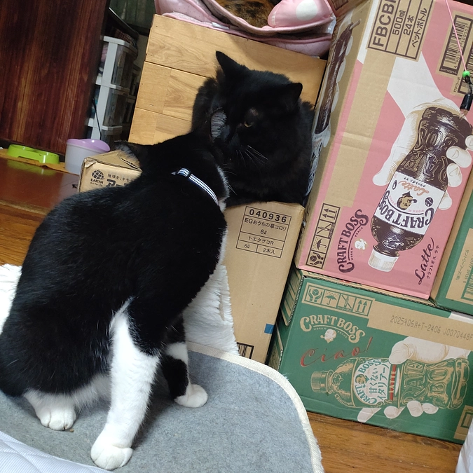 兄弟🌸😺🌸😺🌸