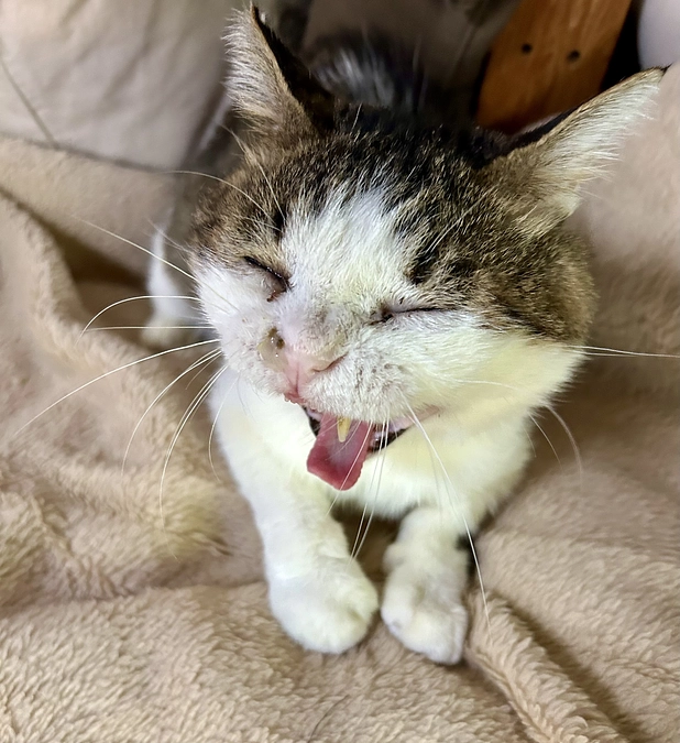 ボクは『物』から『猫』になりました❣️