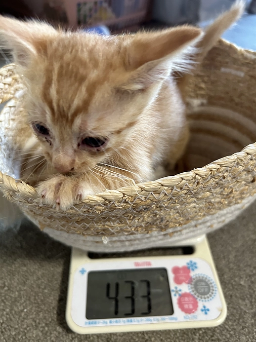 連投すみません💦　去年の現場から赤ちゃん猫の保護依頼。。。