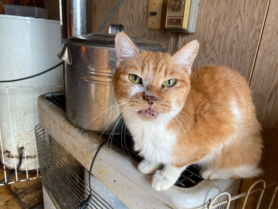 かつては賑わった漁師町で増え続けた猫達《知床地区》《多頭飼育崩壊案件》