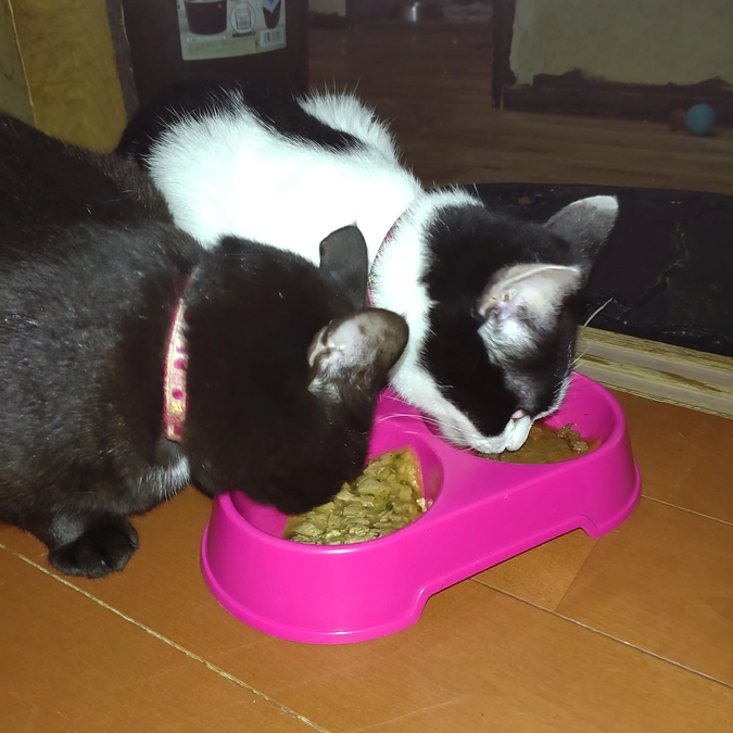 親子🌸😺🌸😺🌸