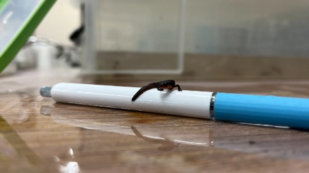 動物学会で発表します。