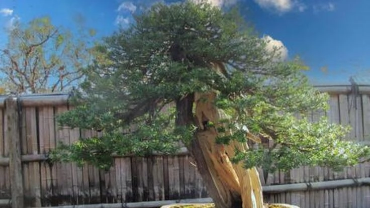 日本の伝統文化　盆栽をタイへ普及する