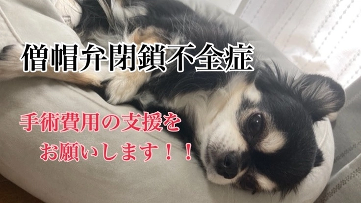 【僧帽弁閉鎖不全症】肺水腫を繰り返す愛犬ココを助けてください！