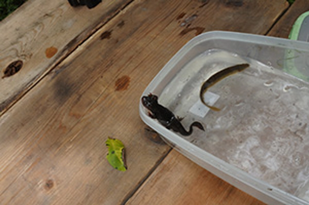 いもりの里の稲刈り